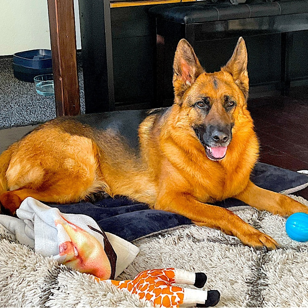 Meet your Posher, David